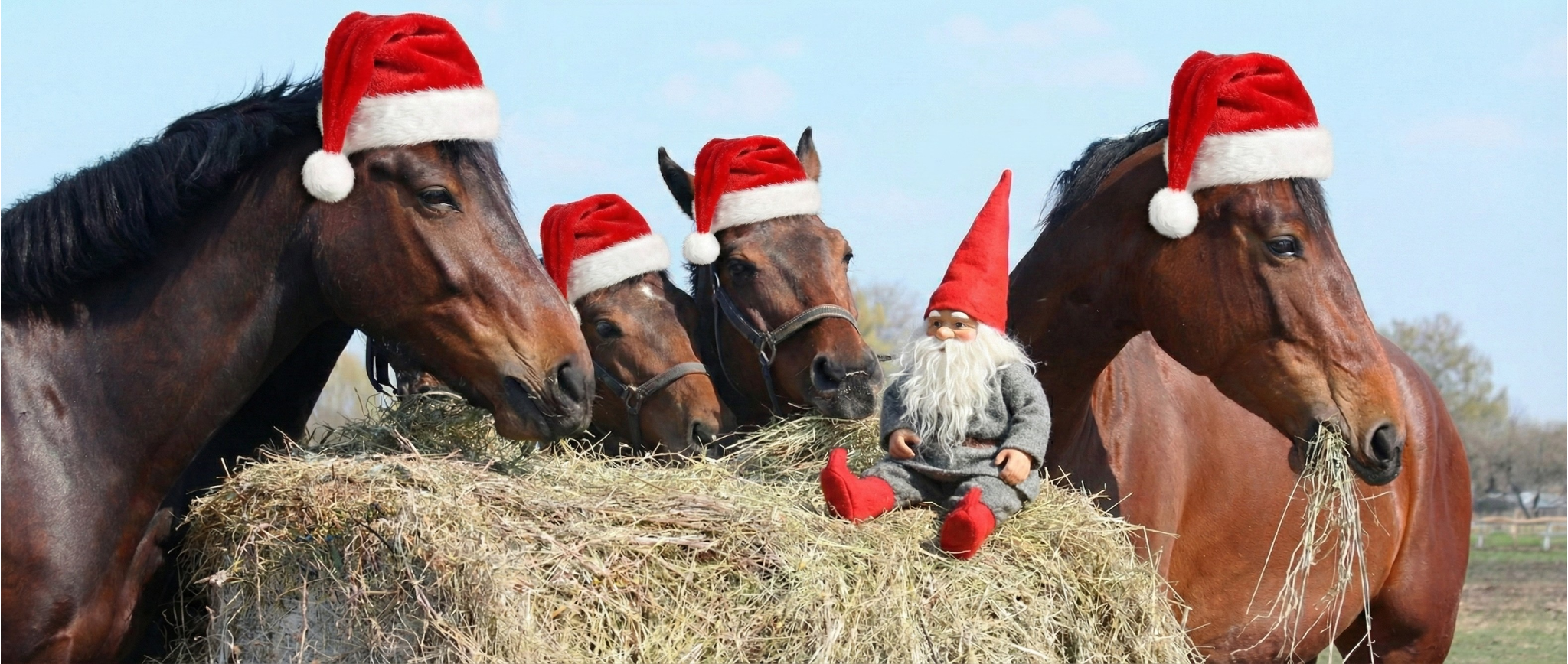 Sundhed til dit kæledyr