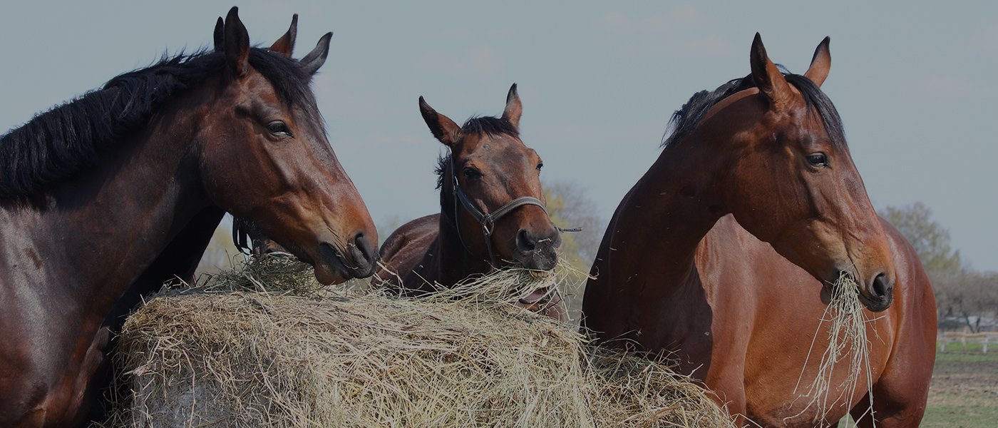 Sundhed til dit kæledyr