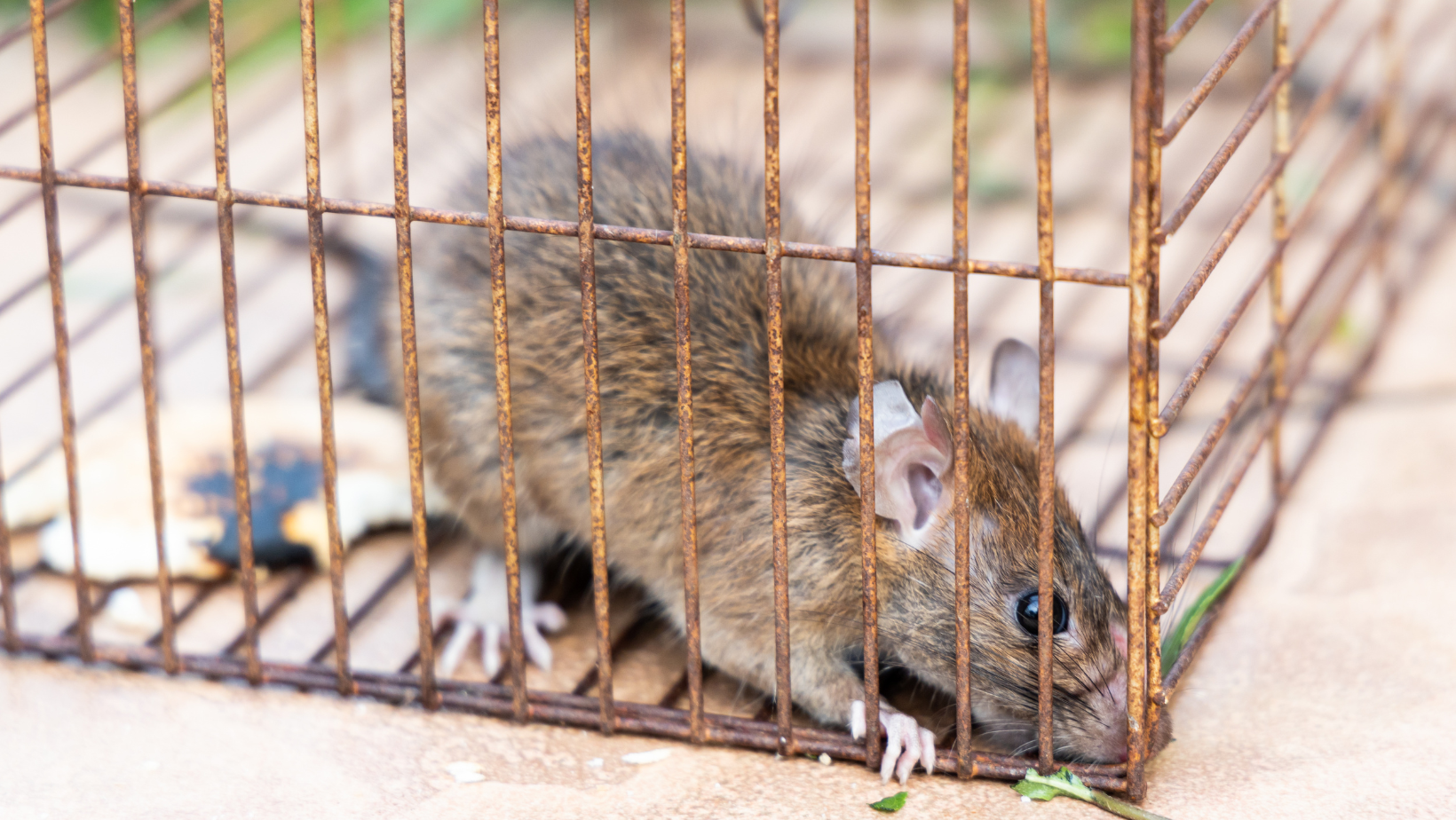 Skadedyr, fælder m.m.