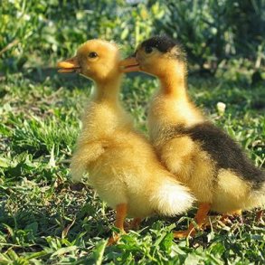 Andevokse, Fuldfoder til �nder