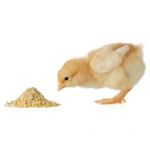 Kyllekr�s 1, Fuldfoder til levekyllinger