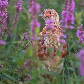 Fasan Vokse Coccs, Fuldfoder