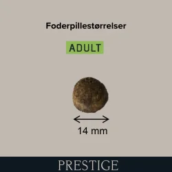 Prestige Adult Medium