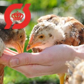 Logi Voksefoder, �kologisk til kyllinger