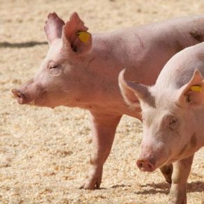 Danish Agro DH Gris 25 kg