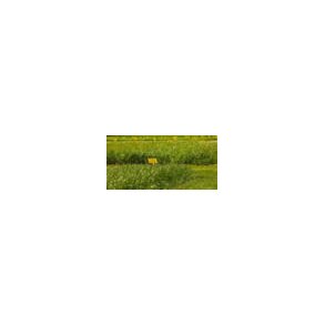 Foragemax 52, grsfrblanding til fr