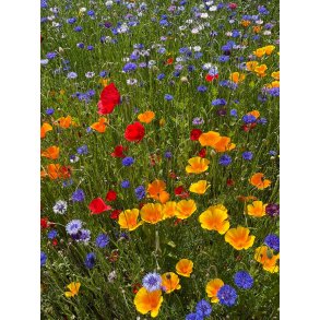 Landmandens Blomsterblanding, Sommerblomster