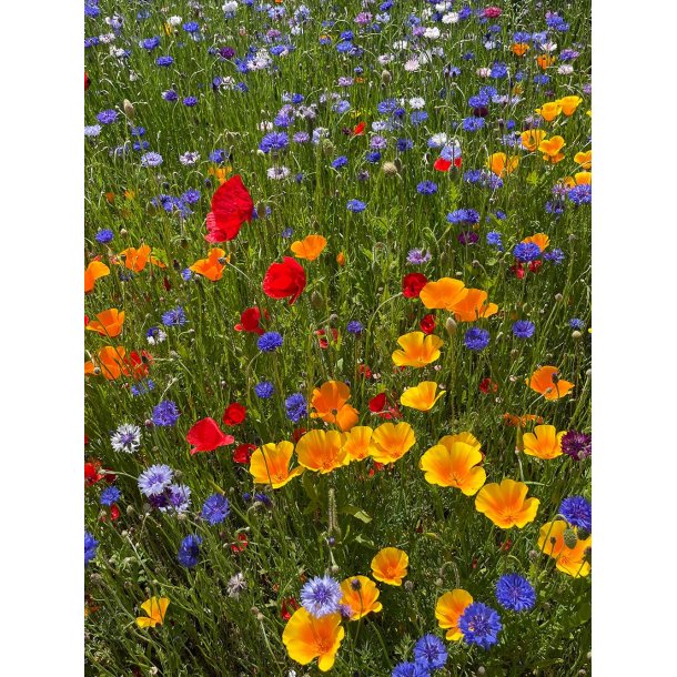 Landmandens Blomsterblanding, Sommerblomster